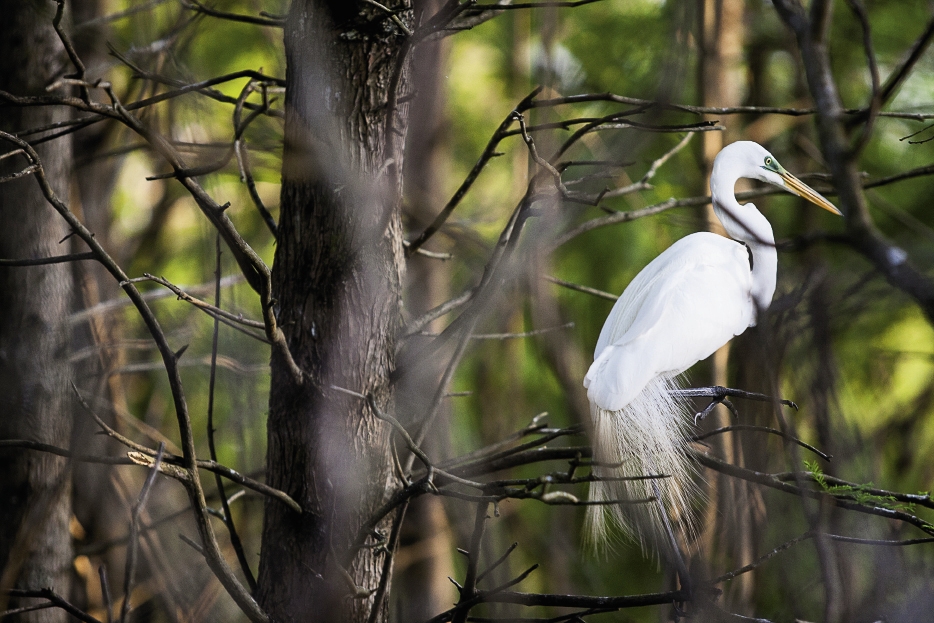 A great egret pretends not to notice the intruders as it sits stoically near its nest.