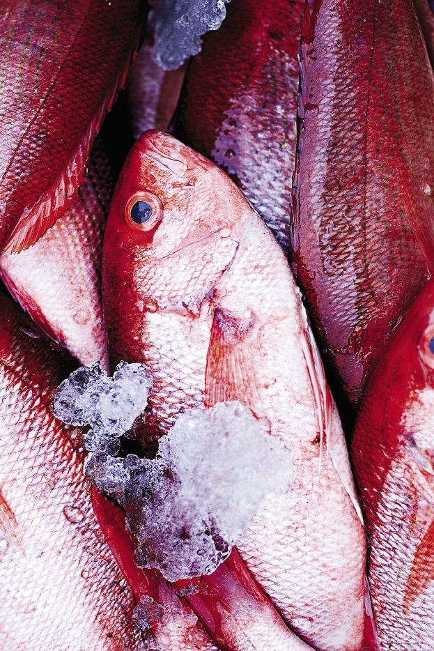 Snapping it Up: The commercial red snapper fishing season reopened for a week, September 17–24. During the commercial season, the daily trip limit is 50 pounds of gutted fish with no minimum size limit.