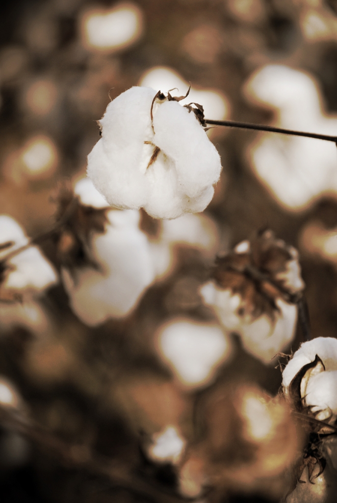 Jennifer Levinsky, &quot;The Cotton Field&quot;