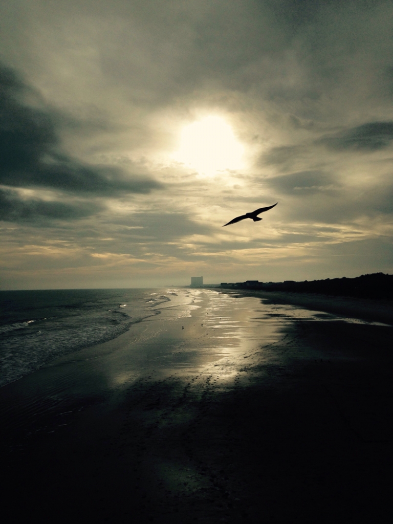 Jennifer Levinsky, &quot;The lonely Bird in the Sky&quot;