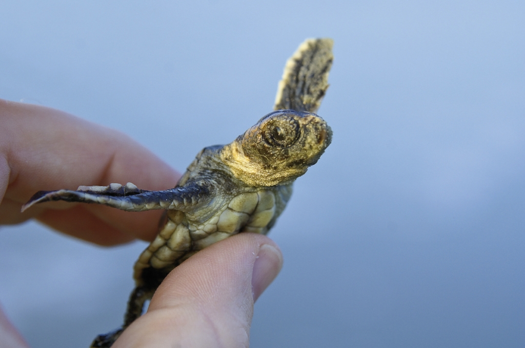 Occasionally a live hatchling is found in the nest during the inventory.  These hatchlings are released on the sand near the water so they can begin their journey to the sea.