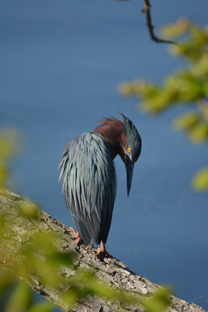 Leslie Nolan, &quot;Little Green Heron&quot;