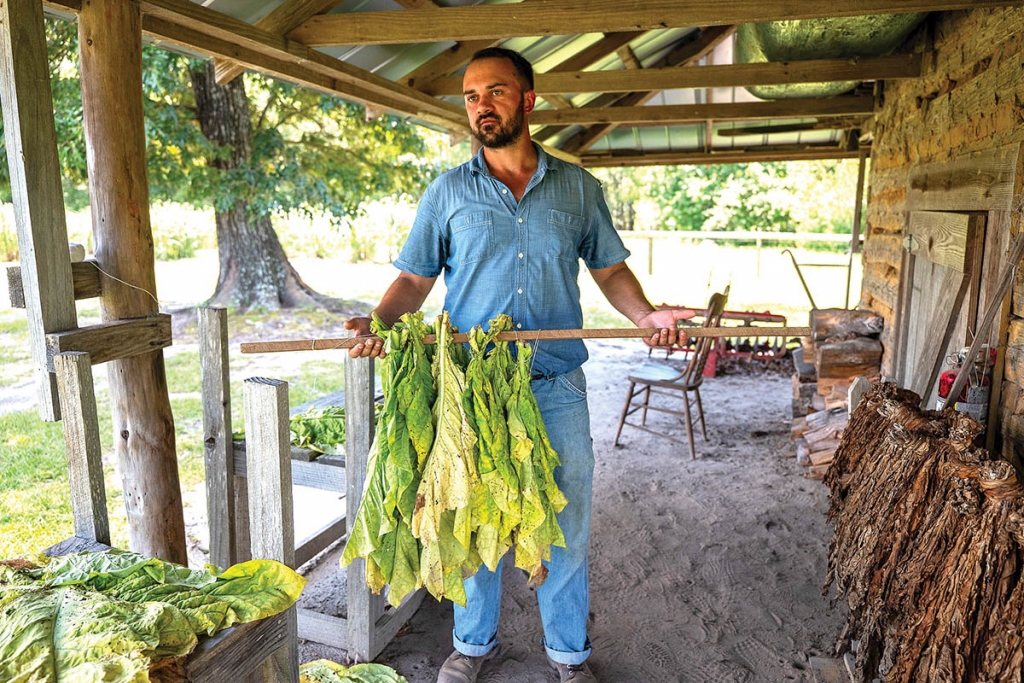 11:35am: L.W. Paul Farm site manager  Tyler McCracken demonstrates the stringing of green tobacco leaves prior to curing, once a common site in rural Horry and Georgetown counties.