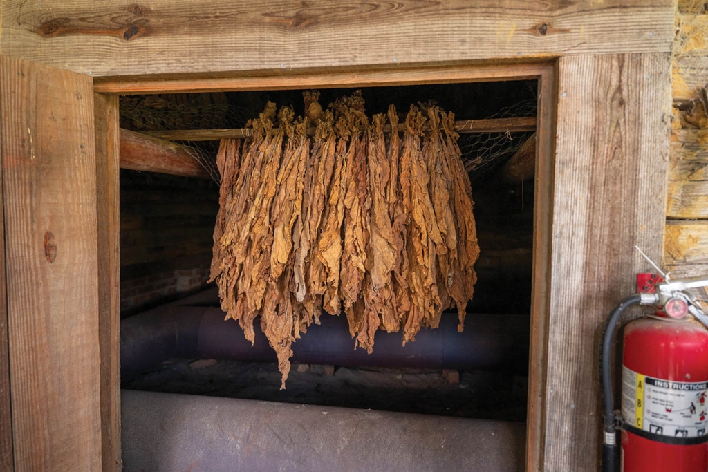 Cured tobacco hangs in the &quot;&#039;bacca barn.&quot; Dry, heated air from flues along the floor age the tobacco until it is ready for market. The farm grows, harvests and cures tobacco, but does not sell it. It&#039;s used as compost at the end of the season.