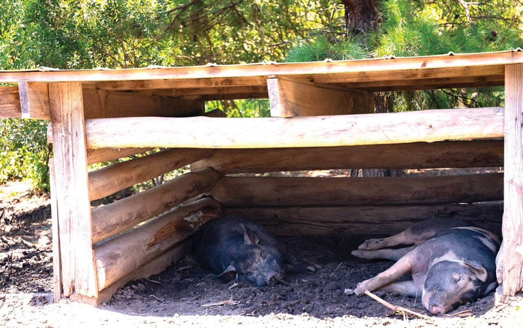 Other livestock are also residents of the farm. A &quot;shotgun&quot; house, like the one pictured below, provides a clear picture of the life of small farmers and homesteaders of the early and mid 20th century.