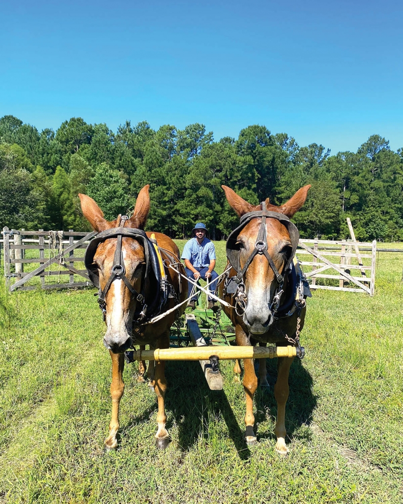 10:50am: Tyler McCracken plows the fields of the L.W. Paul Farm using mule power.