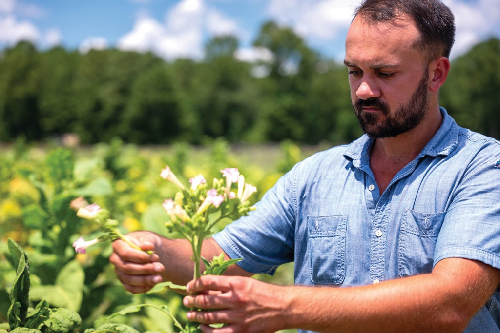 McCracken &quot;tops&quot; tobacco plants, which encourages their healthy growth.