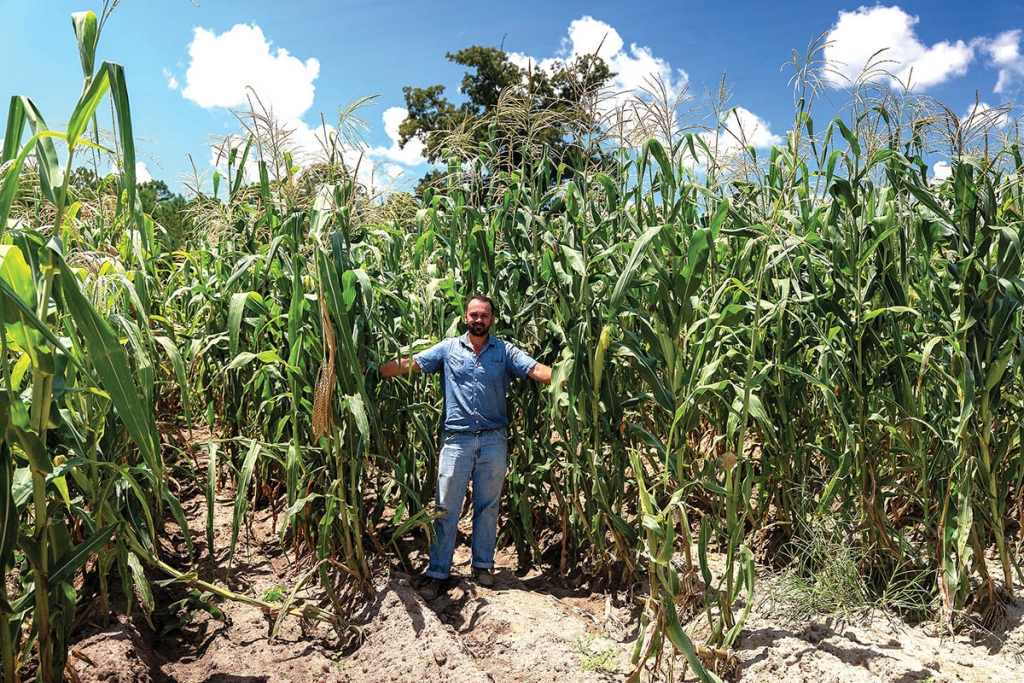 1:40pm: Corn towers over the head of Tyler McCracken, the Farm site manager.