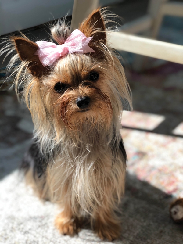 LILY - Wende Peddicord
