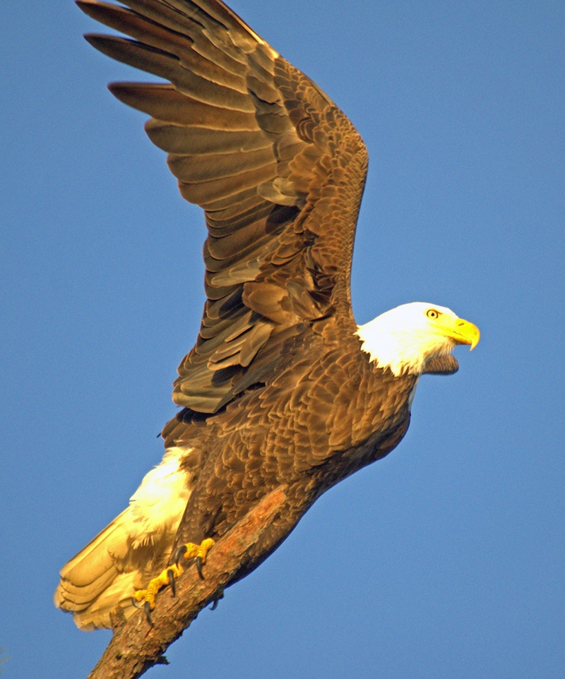 Mark Head, &quot;An Eagle&quot;