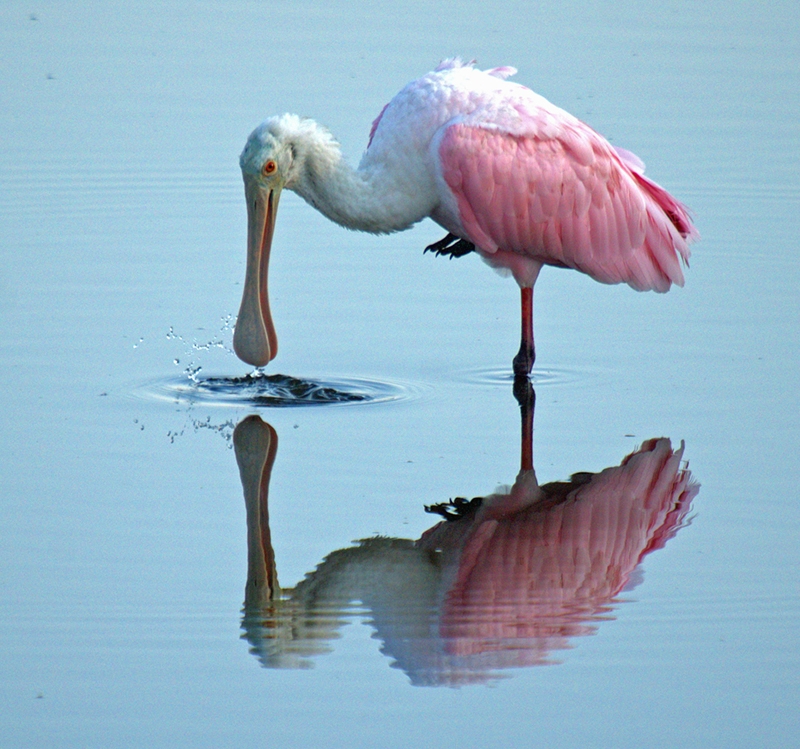 Mark Head, &quot;A Roseate Spoonbill and reflection&quot;