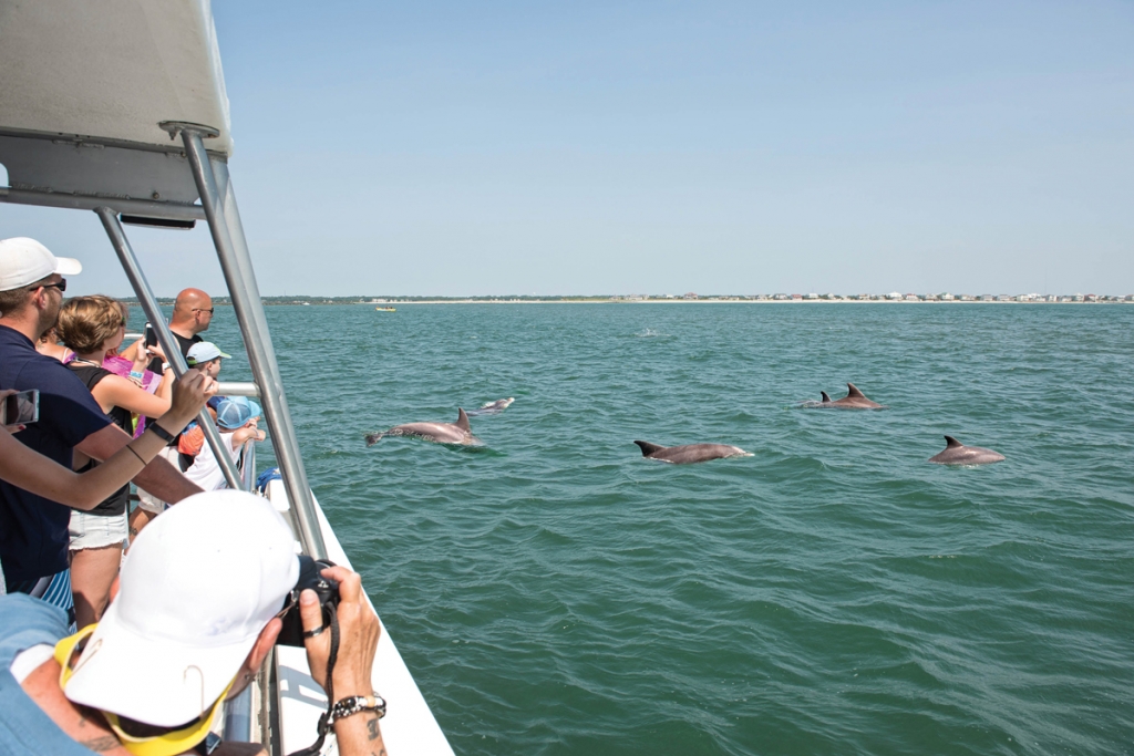 Ocean Watersports dolphin watching.