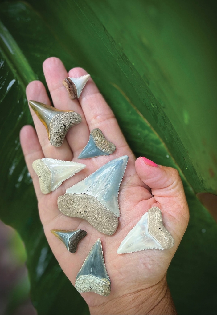 Ashley Oliphant displays shark teeth collected in Cherry Grove.