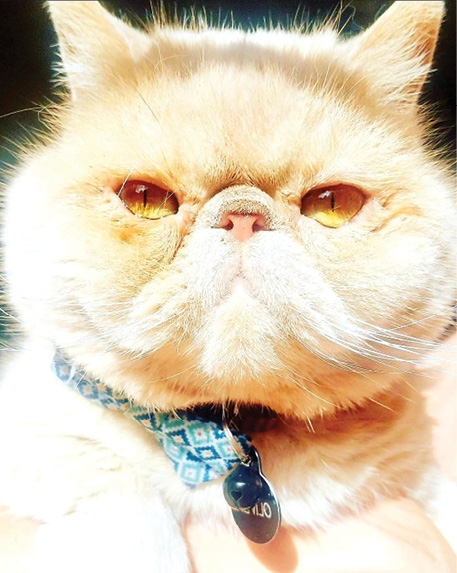 Oliver “Cranky Cat” - Nikki Fontana