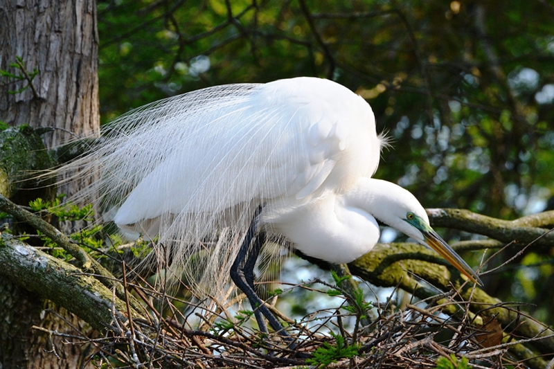 Pat Barber, &quot;Nesting Time&quot;