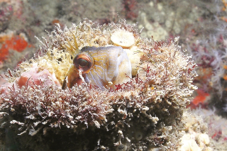 A tiny blenny pokes its head out of a hole on the USS General Sherman.