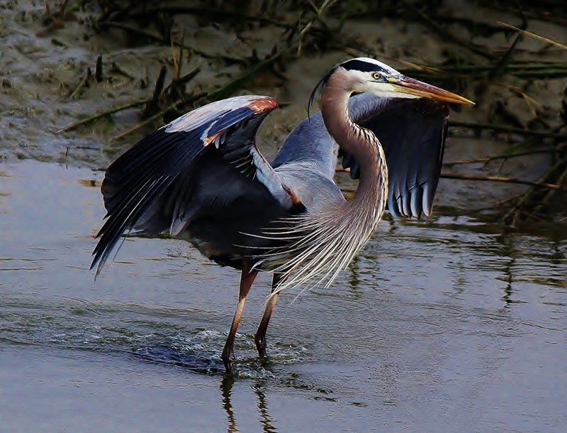 Paulette Thomas, &quot;Great Blue Heron&quot;