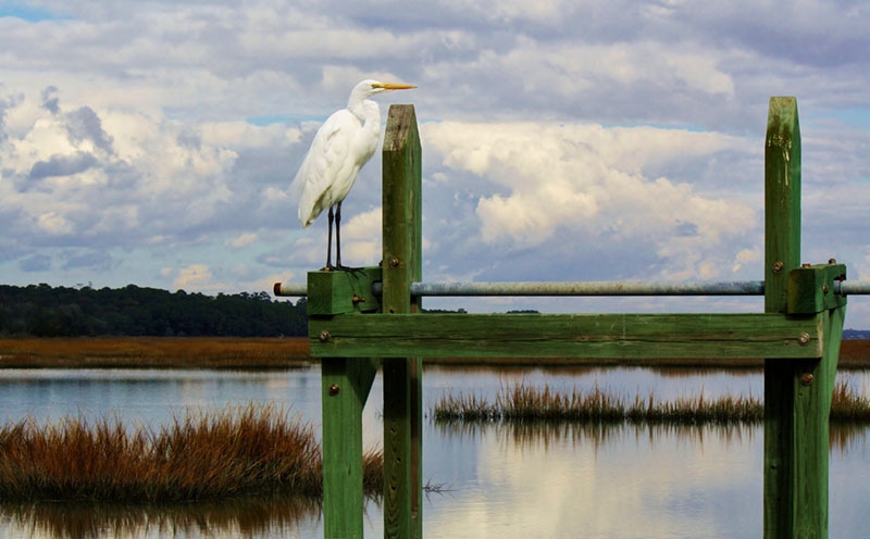 Paulette Thomas, &quot;Great White Egret Standing Watch Over the Marsh&quot;