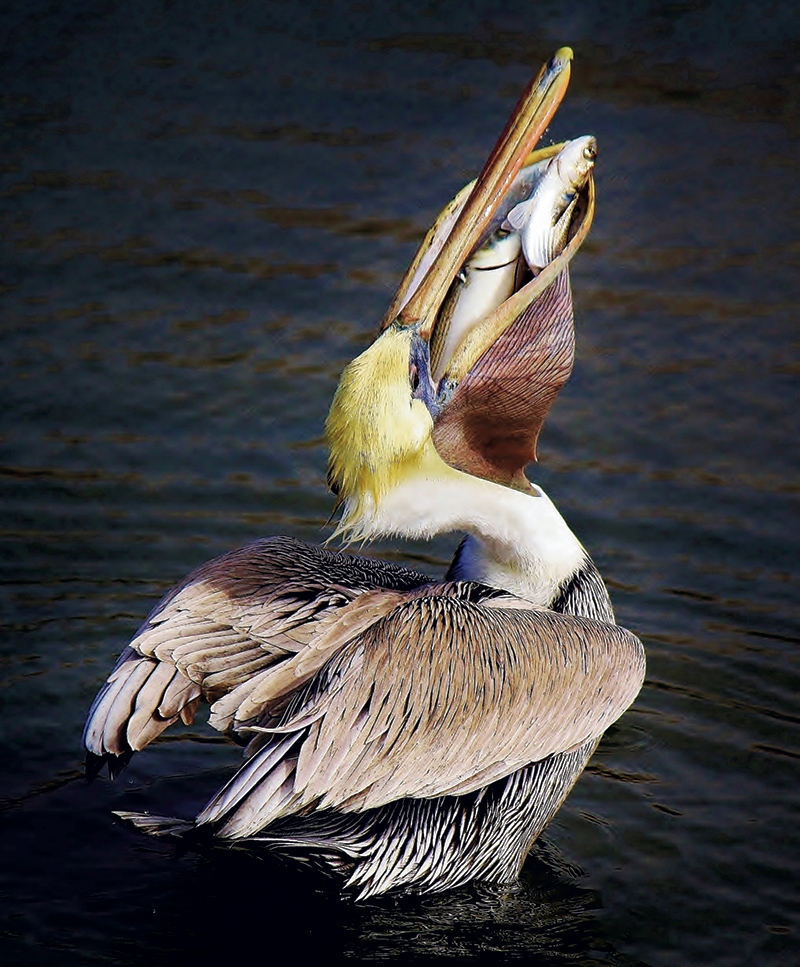 Paulette Thomas, &quot;Greedy Pelican&quot;