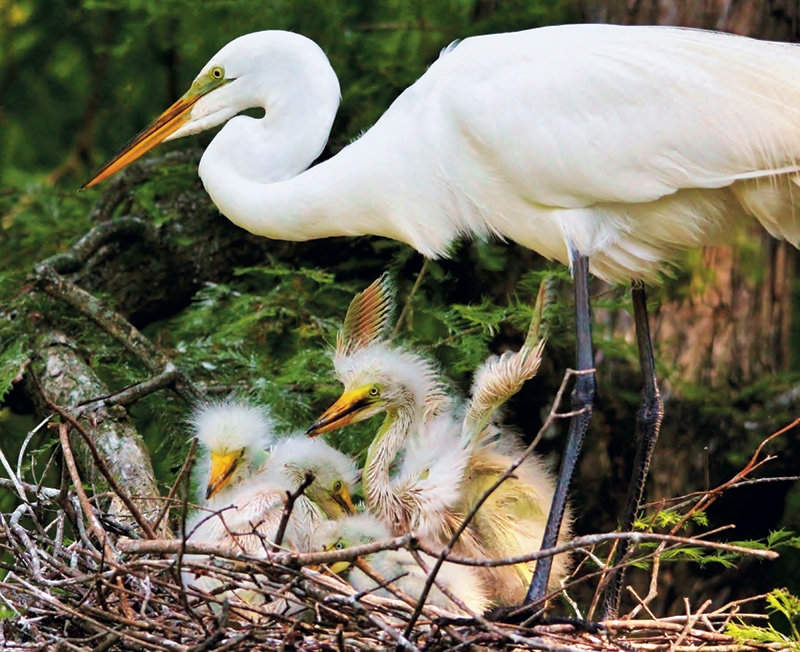 Paulette Thomas, &quot;Mama Egret With Her Babies in the Nest&quot;