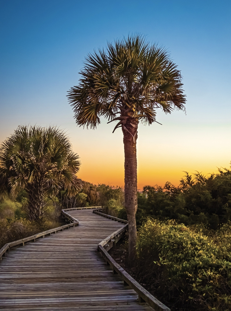 Palmetto tree in the morning light - Kathy Dowling Myrtle Beach State Park