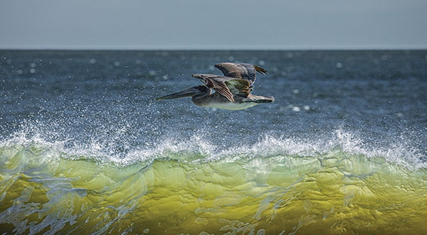 Pelican Fly By - Suzanne Dillman, Sunset Beach, N.C.