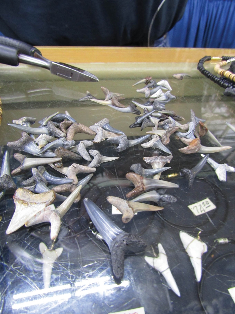 An assortment of shark teeth on the counter at Trader Bill’s Shark Tooth Cove. Owner Tom Pierce has worked in the business since 1969.
