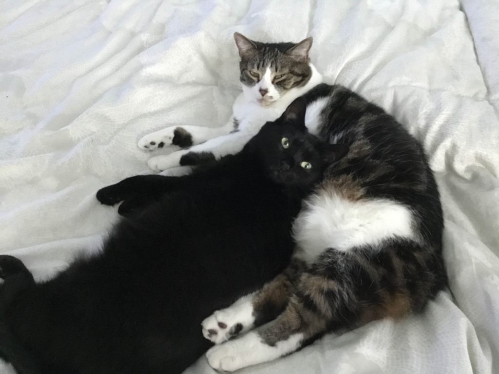 POPPY AND SADIE - Tracey Sharkey