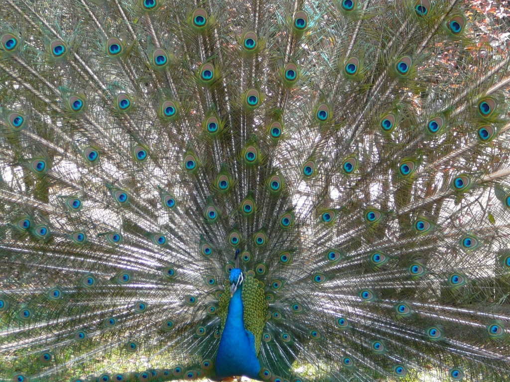 Pretty as a Peacock, Photographer: Kimberly Bailey, Where: Waccatee Zoo