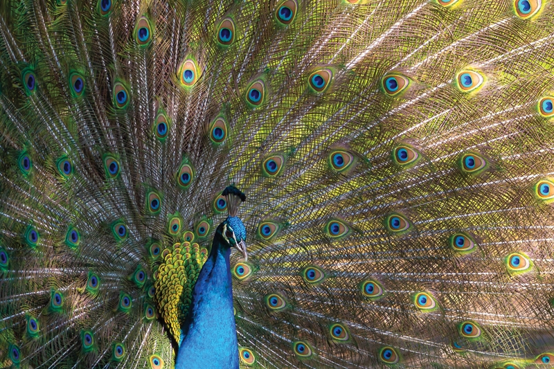 Pretty Peacock - Cherie Barrett Murrells Inlet
