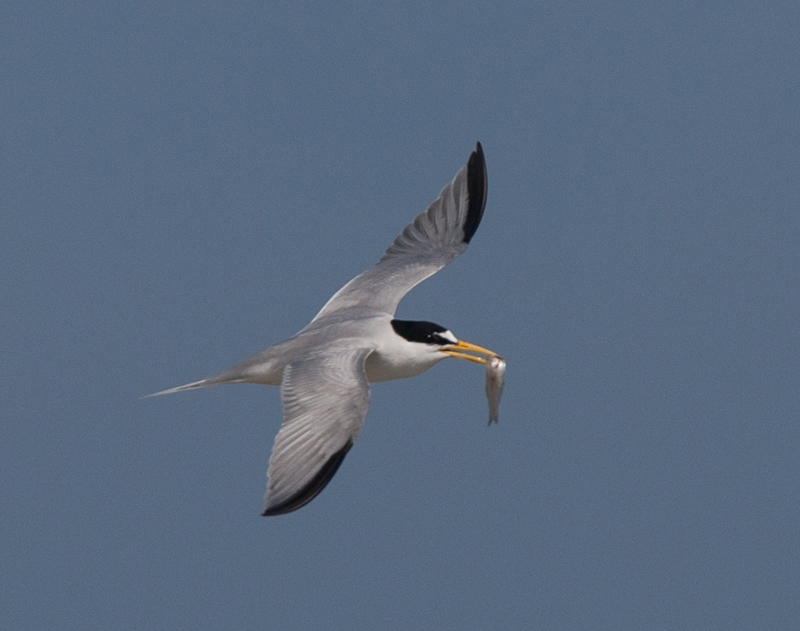 Reg Daves, &quot;Least Tern&quot;