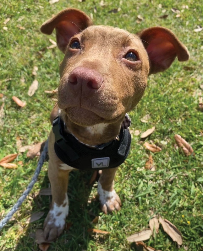 Remington
