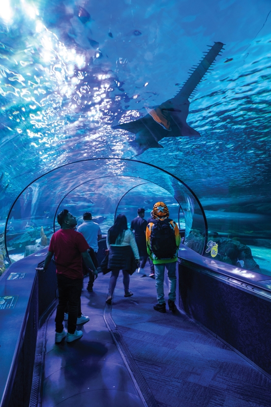 Ripley’s Aquarium’s moving glidepath takes you deep into the ocean, without getting wet. (Left) The Warbird Park in the Market Common features tributes to the former Myrtle Beach Airforce Base.