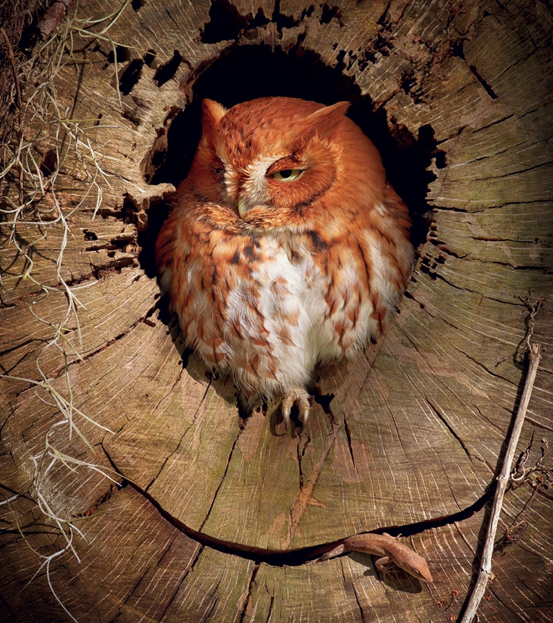 Steve Ellwood, &quot;Tempting Fate Screech Owl&quot;