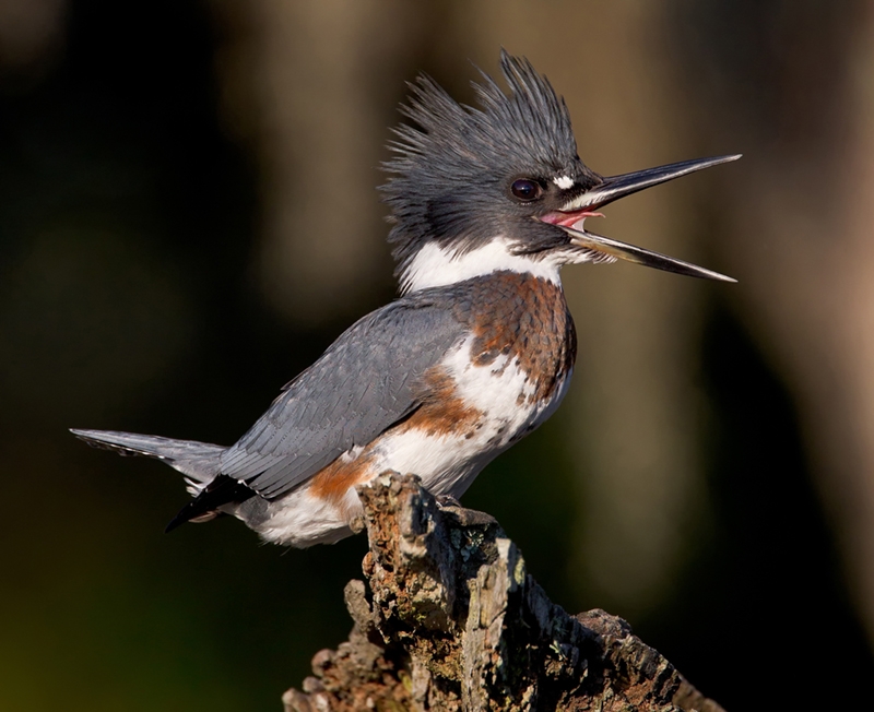 Steve Ellwood, Voice of the Wetlands