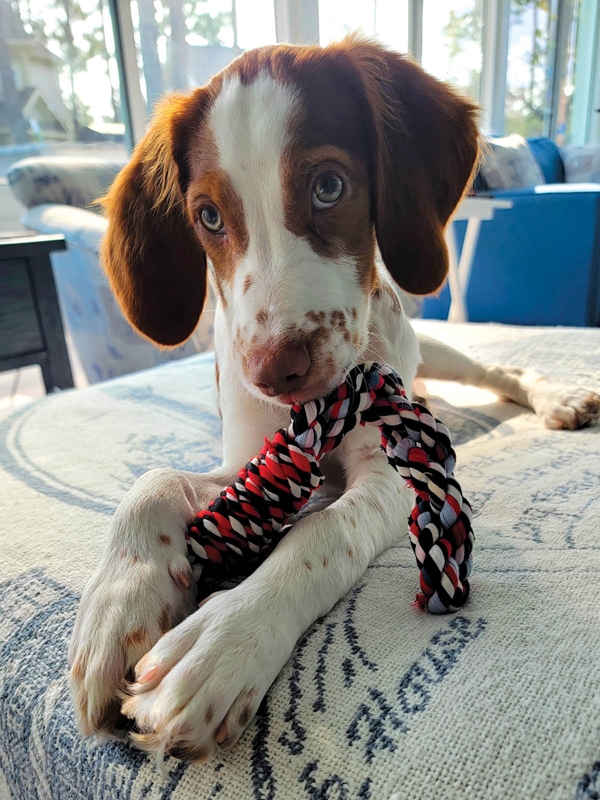 Sawyer