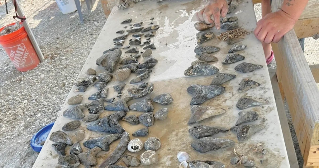 Items found in dig packages from Myrtle Beach Shark Tooth Adventures can include megalodon teeth, fossil bones, small shark teeth, fossilized sea sponges, sea urchin spines and more.