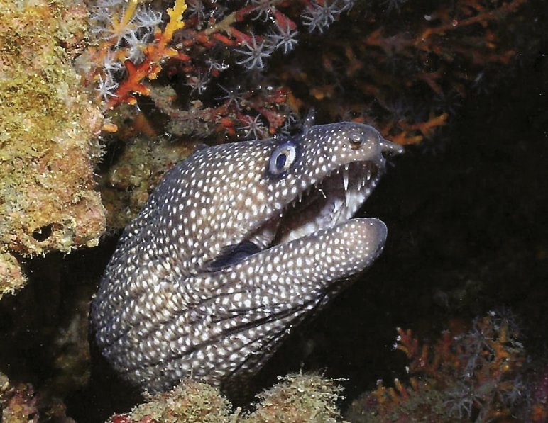 A spotted moray eel.
