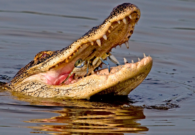 Thomas Baccari, &quot;Alligator Catches Blue Crab for Lunch&quot;