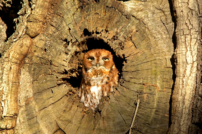 Thomas Baccari, &quot;Eastern Screech Owl&quot;