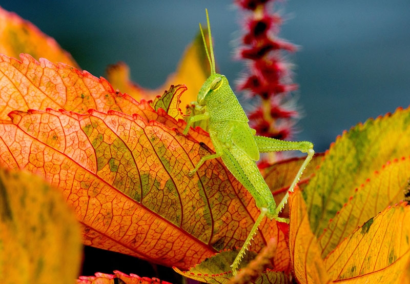 Thomas Baccari, &quot;Green Grasshopper&quot;