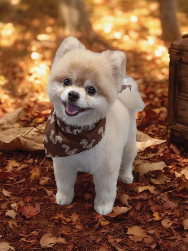Teddybear