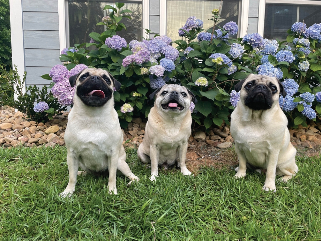 Tucker, Fitzgerald &amp; Fiona Grace
