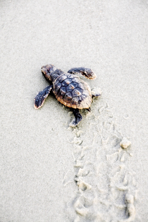 About Sea Turtles Myrtle Beach Sc About Sea Turtles Myrtle Beach Sc