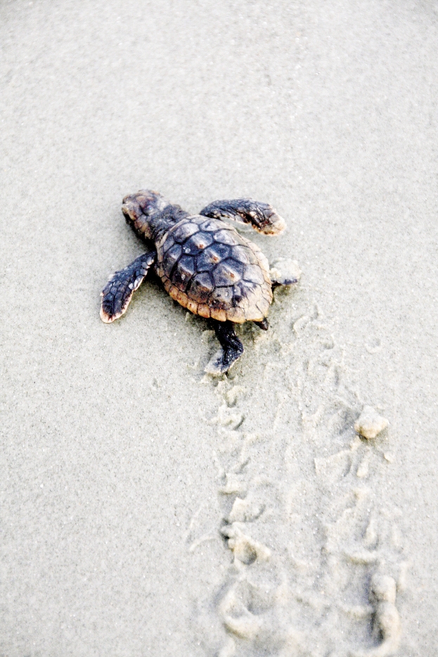 The babies usually appear after the sun goes down, as they can sense a drop in sand temperature. It is to their advantage to begin their trek at night, lessening the chance they will be seen by predators like ghost crabs and birds.