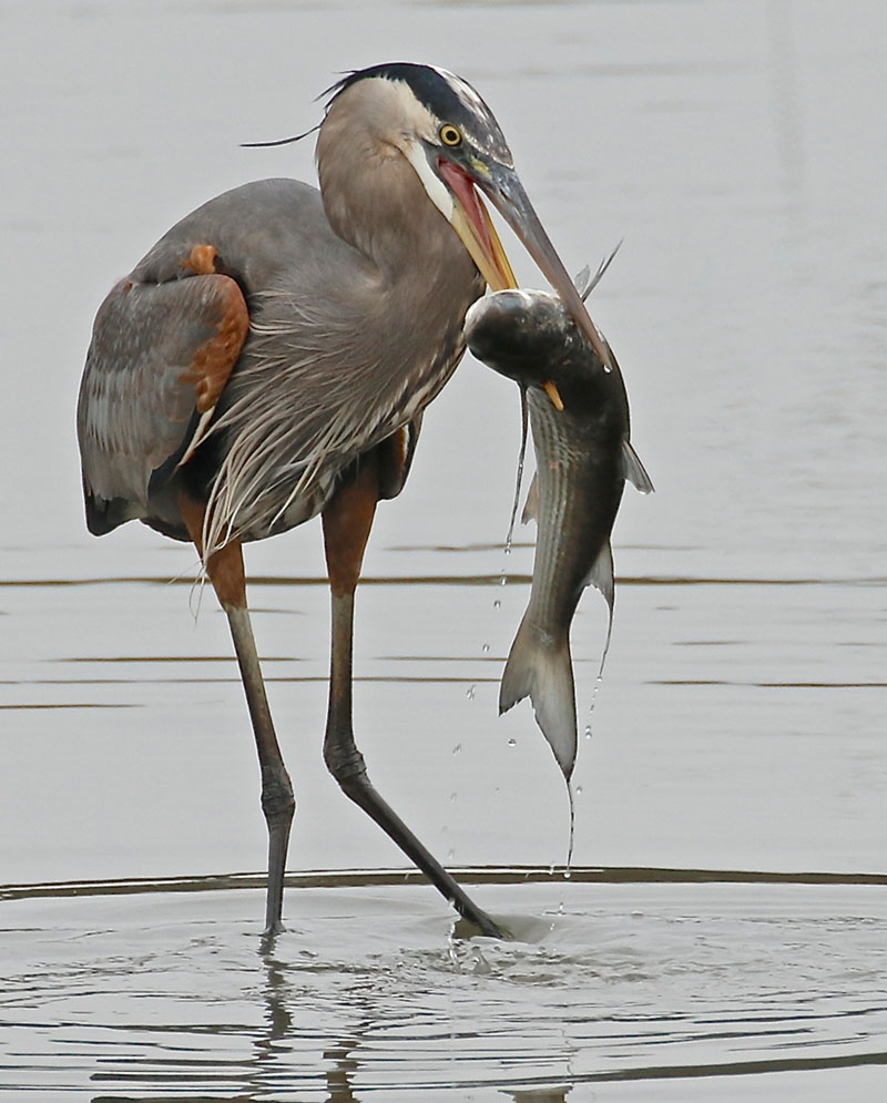 Vicky Stroupe, &quot;A Great meal for a Great Blue&quot;