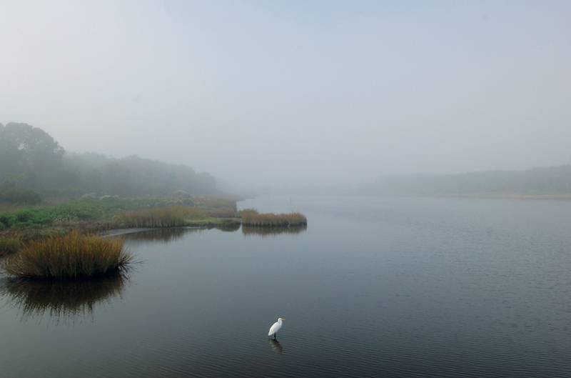 Vicky Stroupe, &quot;October Fog&quot;