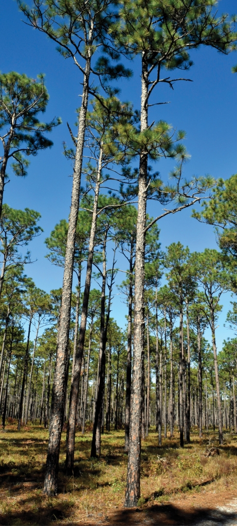 Pine trees stand tall.