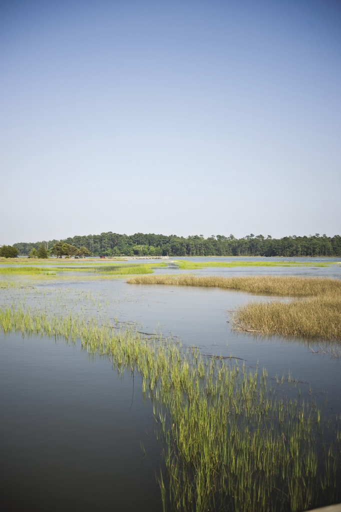 At high tide, cord grass provides safety for baby shrimp and fish in the tidal marsh.