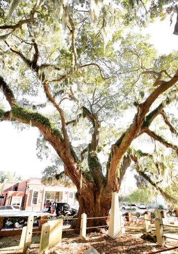 One of Conway’s many Live Oaks, which stand as sentinels over small cemeteries where families and war dead are interred, dating back to the American Revolution.